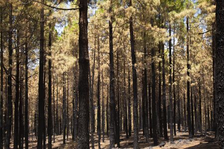 Gran Canaria after wildfire of August 2019, walking route La Cruz de Tejeda - Artenara,  Canarian...