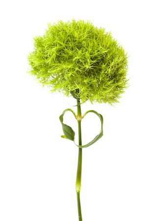 unusual green Dianthus barbatus carnation isolated on white backgroundの写真素材