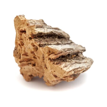 Flora of Gran Canaria - Bark of Quercus suber, commonly called the cork oak, with some of the cork cut offの写真素材