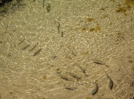 natural background with fish in shallow water over light sand