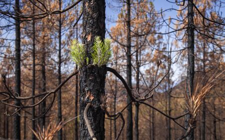 Gran Canaria, October, Canary Pine Pinus canariensis starting to recover after wildfire of two...