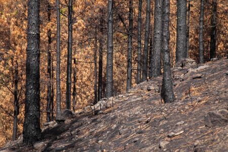 Gran Canaria, October, hiking route Cruz de Tejeda - Artenara, canarian pine trees with  different...