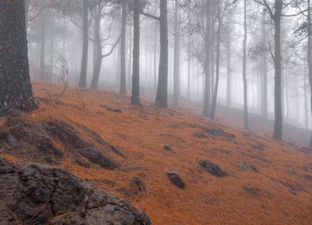 Gran Canaria, October, hiking route Cruz de Tejeda - Teror, Canary Pines damaged by fire, fogの写真素材