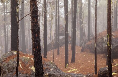 Gran Canaria, November 2019, Nature park Tamadaba three months after wildfire, partially burnt...