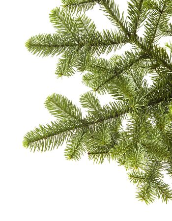 branch of noble fir, Abies procera, isolated on white backgroundの写真素材