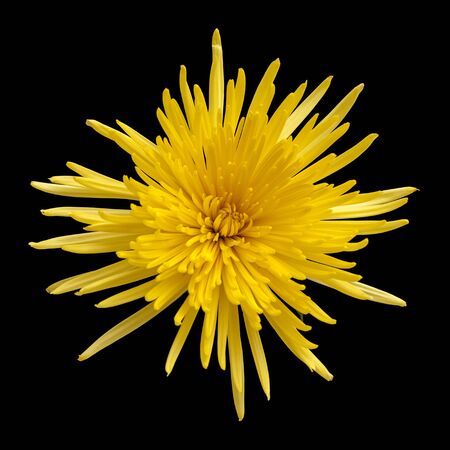 yellow star chrysanthemum isolated on black backgroundの写真素材