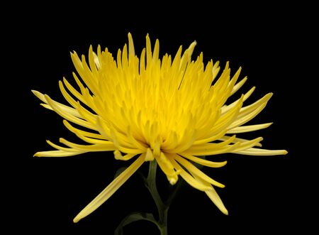 yellow star chrysanthemum isolated on black backgroundの写真素材