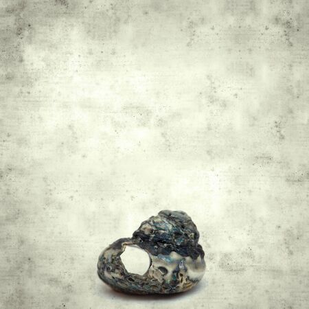 textured stylish old paper background, square, with broken sea snail