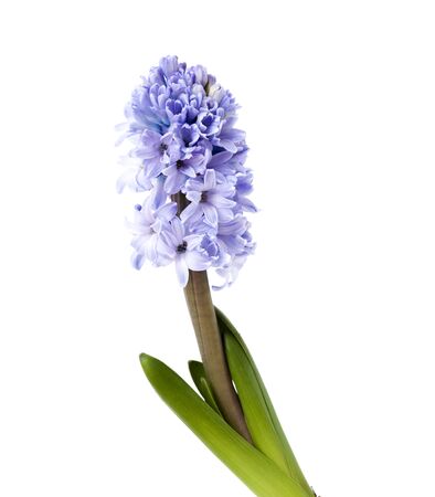 blue hyacinth isolated on white, forced winter bulbの写真素材