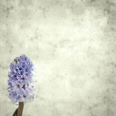 textured stylish old paper background, square, with blue hyacinth flowerの写真素材