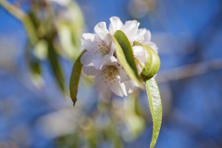 flowering branches of almond trees natural macro floral backgroundの写真素材