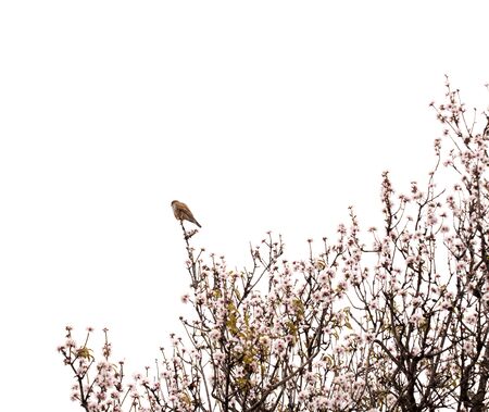 Flora and fauna of Gran Canaria - kestrel  on an almond tree