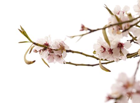 Horticulture of Gran Canaria - almond blossoms,  almonds are important for the economy of the islandの写真素材