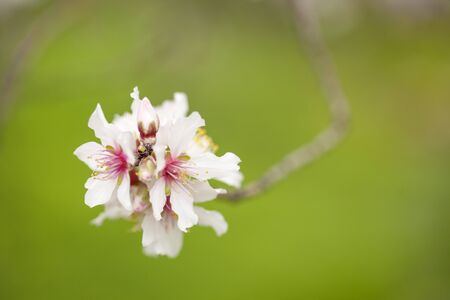 almond blossoms natural macro floral backgroundの写真素材
