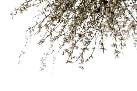 flora of Gran Canaria - Retama rhodorhizoides, broom species endemic to Canary Islandsの写真素材