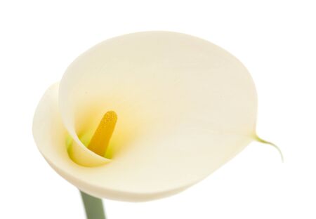 single white calla lily flower isolated on white backgroundの写真素材