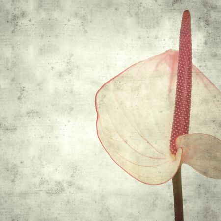 textured stylish old paper background, square, with pink anthurium with dark pink edges and spadixの写真素材