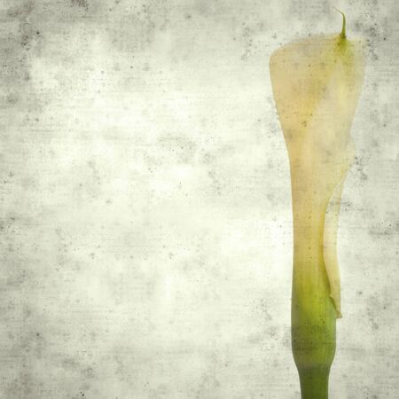 textured stylish old paper background, square, with white unopened calla lilyの写真素材