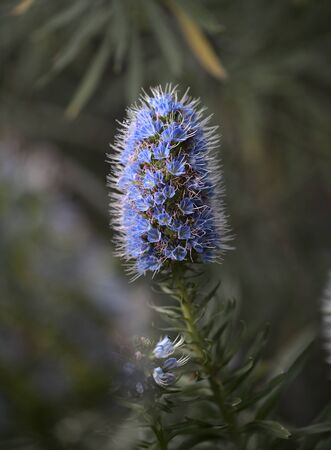 Flora of Gran Canaria - Echium callithyrsum, blue bugloss of Gran Canaria, endemic to the island and found mostly in Tenteniguada area, backgroundの写真素材