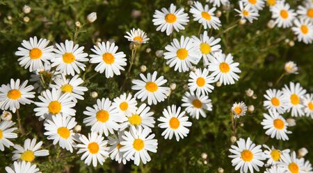 Flora of Gran Canaria - Argyranthemum, marguerite daisy backgroundの写真素材