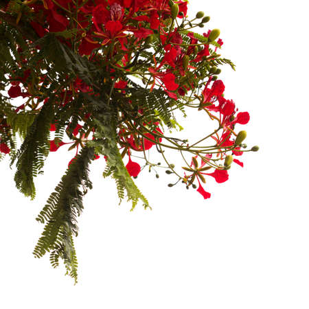 Flowering Delonix regia or flamboyantの写真素材