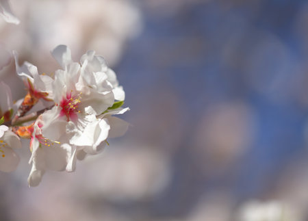 Horticulture of Gran Canaria -  almond trees blooming in Tejeda in January, macro floral backgroundの写真素材