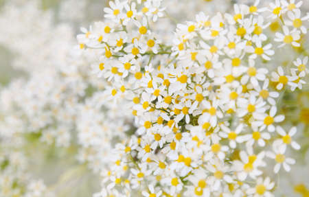 Flora of Gran Canaria -  Tanacetum ferulaceum, fennel-leaved tansy endemic to the island, natural macro floral backgroundの写真素材