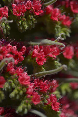 Flora of Tenerife - Echium wildpretii,  Mount Teide bugloss, natural macro floral background