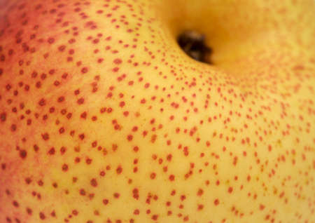 Large very round yellow and red pear fruit isolated on white backgroundの写真素材