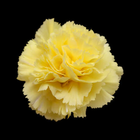 beautiful pale yellow Carnation flowers isolated on plain backgroundの写真素材