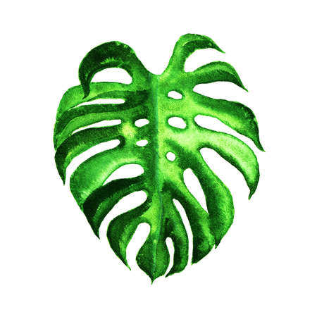 Shiny dark green monstera leaf, watercolor on white backgroundの写真素材