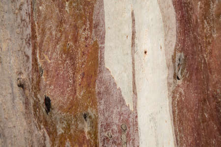 Flora of Gran Canaria -  Eucalyptus camaldulensis, introduced species, light-colored peeling bark