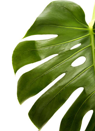 Monstera deliciosa, Swiss cheese plant isolated on white backgroundの写真素材