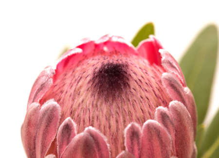 Pink exotic protea flower, cultivated as a cutflower isolated on white backgroundの写真素材