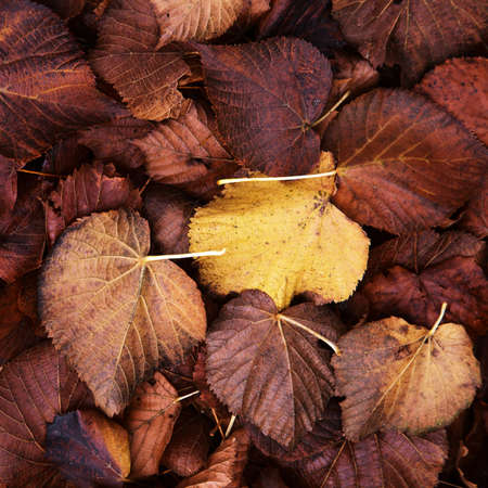 Flora of Gran Canaria - linden tree, introduces species, fallen autumnal laves 
natural macro floral...