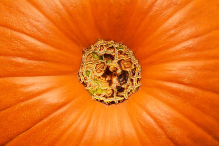 Halloween canvas - orange pumpkin skin natural macro food backgroundの写真素材