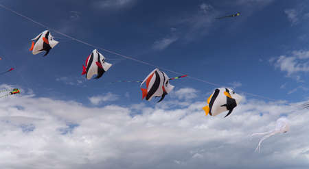 Fuerteventura, Spain - November 12: Viewers enjoy multicolored kites flying at International Kite Festival
in the Nature Park Dunes of Corralejo, November 12 2021, in Corralejo, Fuerteventura, Spainのeditorial素材