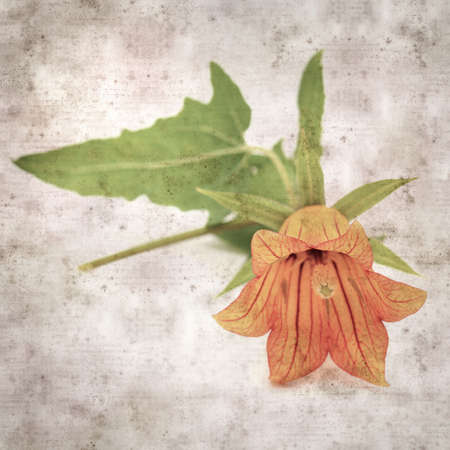 square stylish old textured paper background with orange flowers of Canarina canariensis, Canary bellflower endemic to the Canary Islandsの写真素材