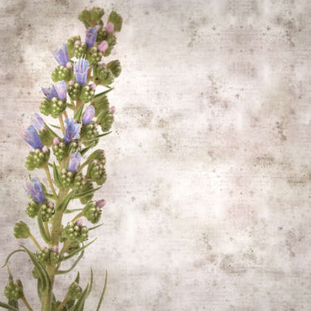 square stylish old textured paper background with blue flowers of Echium callithyrsum, blue bugloss of Tenteniguada, endemic to Gran Canariaの写真素材