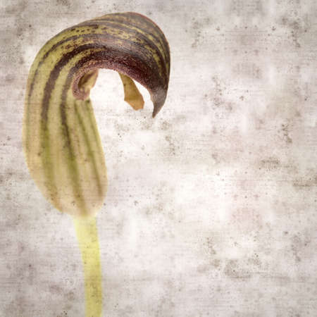square stylish old textured paper background with strange brown flowers of Arisarum simorrhinumの写真素材