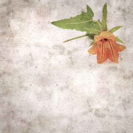 square stylish old textured paper background with orange flowers of Canarina canariensis, Canary bellflower endemic to the Canary Islandsの写真素材