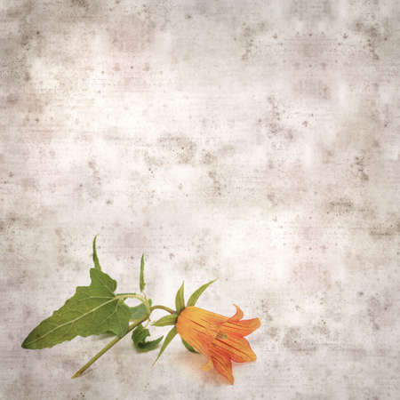 square stylish old textured paper background with orange flowers of Canarina canariensis, Canary bellflower endemic to the Canary Islandsの写真素材