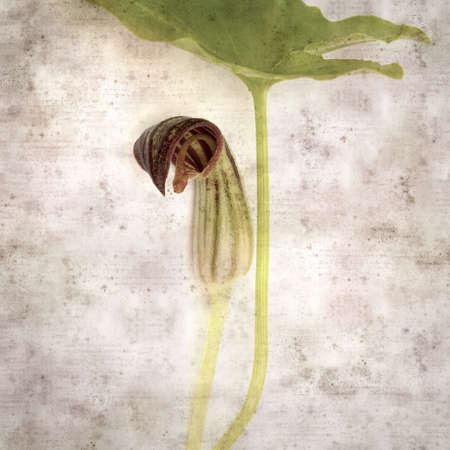 square stylish old textured paper background with strange brown flowers of Arisarum simorrhinumの写真素材