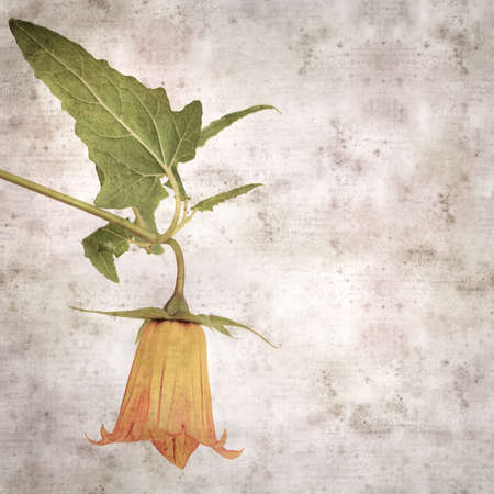 square stylish old textured paper background with orange flowers of Canarina canariensis, Canary bellflower endemic to the Canary Islandsの写真素材