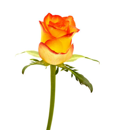 Rose with a yellow to orange gradient of color in the petalsの写真素材