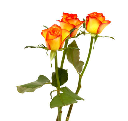 Rose with a yellow to orange gradient of color in the petalsの写真素材