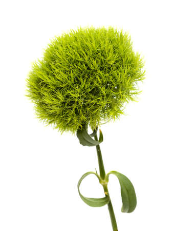 Unusual green carnation flowers in a shape of green fuzzy ball, Dianthus barbatus  isolated on white backgroundの写真素材