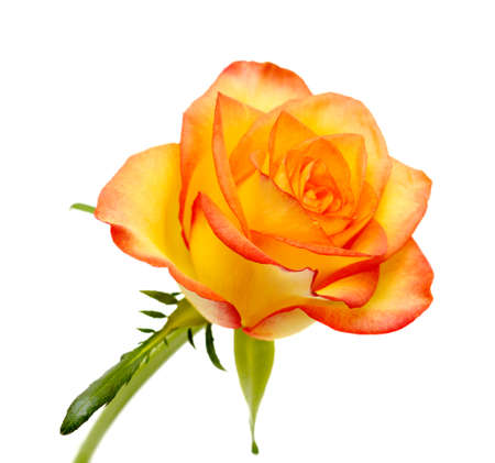Rose with a yellow to orange gradient of color in the petalsの写真素材