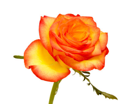 Rose with a yellow to orange gradient of color in the petalsの写真素材