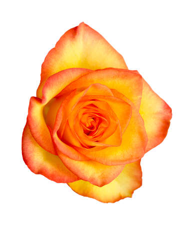 Rose with a yellow to orange gradient of color in the petalsの写真素材